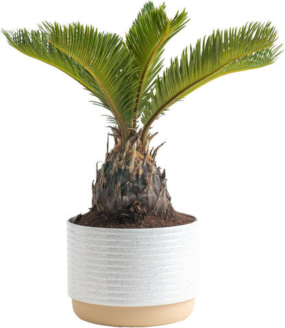 Costa Farms Live Sago Palm, Easy to Grow Live Indoor Plant, Houseplant in Plant Pot, Home and Room
