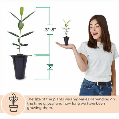 Olive Tree Arbequina (4 Pack) Real Olea Europaea | Easy to Grow Plants | Great Gift for