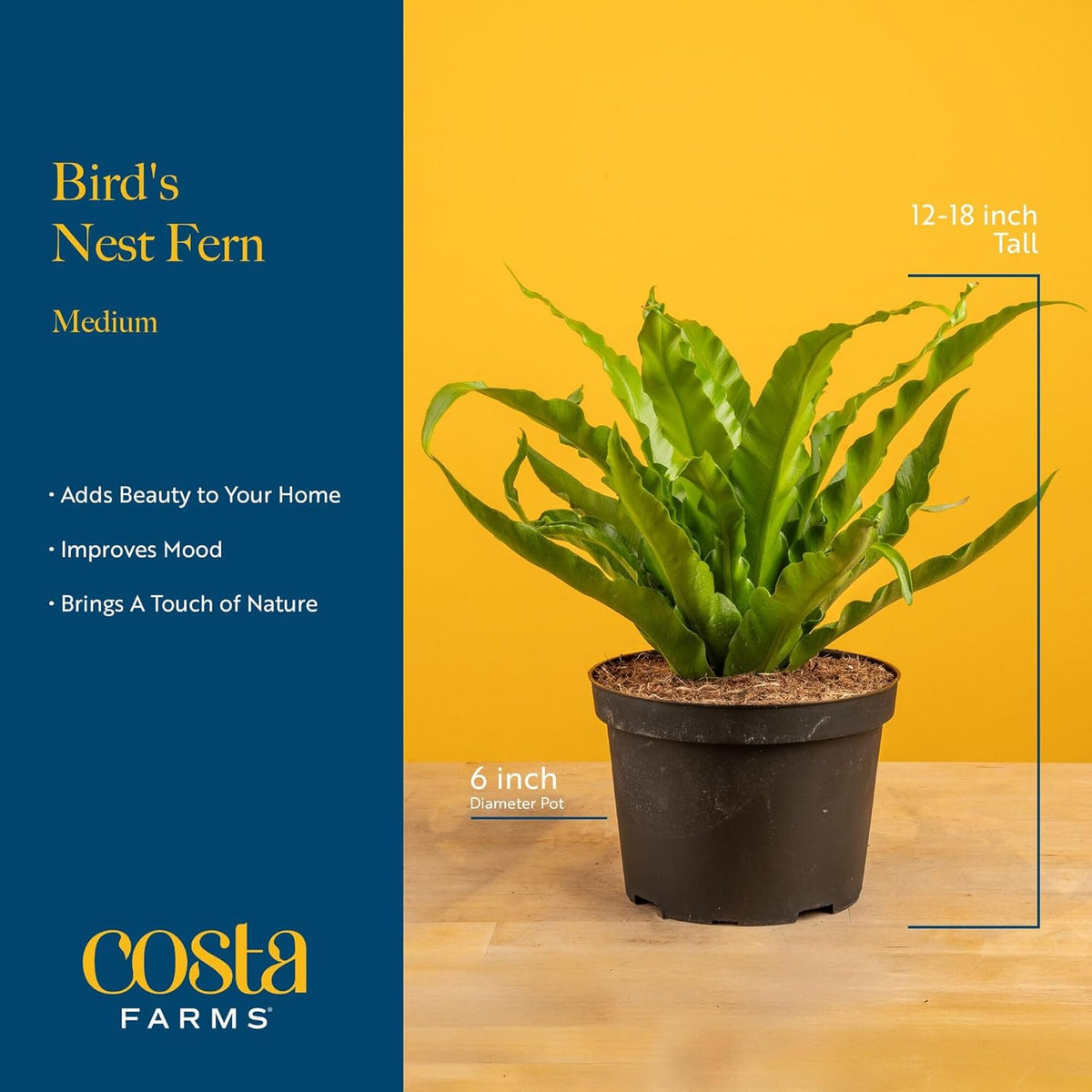 Costa Farms Bird's Nest Fern Live Plant in Plastic Pot, Air Purifying Indoor Houseplant, Perfect
