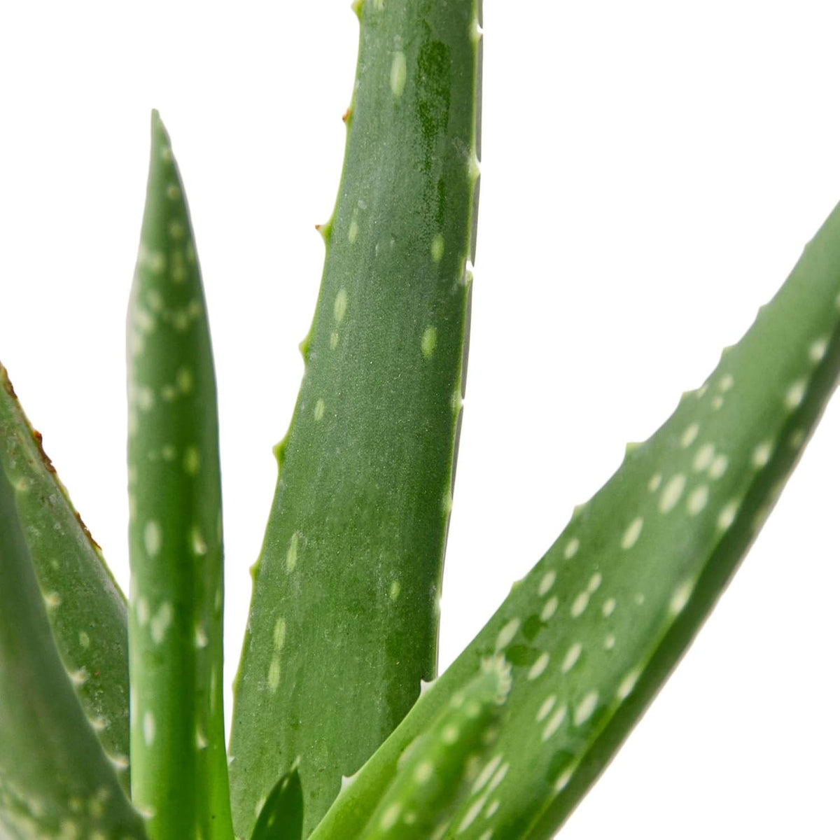 Aloe Vera Live Plant for Indoor | Different Houseplants in 4'' & 6'' Pot | Real House Plant for