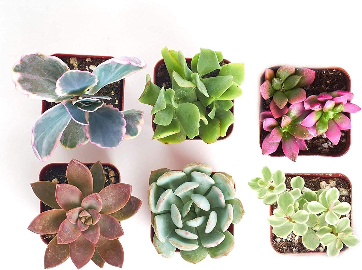 Shop Succulents Assorted Succulent Plant Pack Collection - Live Mini Succulent Plants, Low