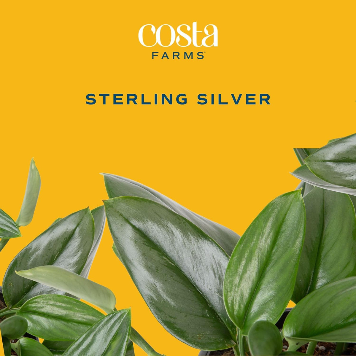 Costa Farms Sterling Silver Scindapsus Live Plant in Self Watering Pot, Indoor Houseplant, Perfect