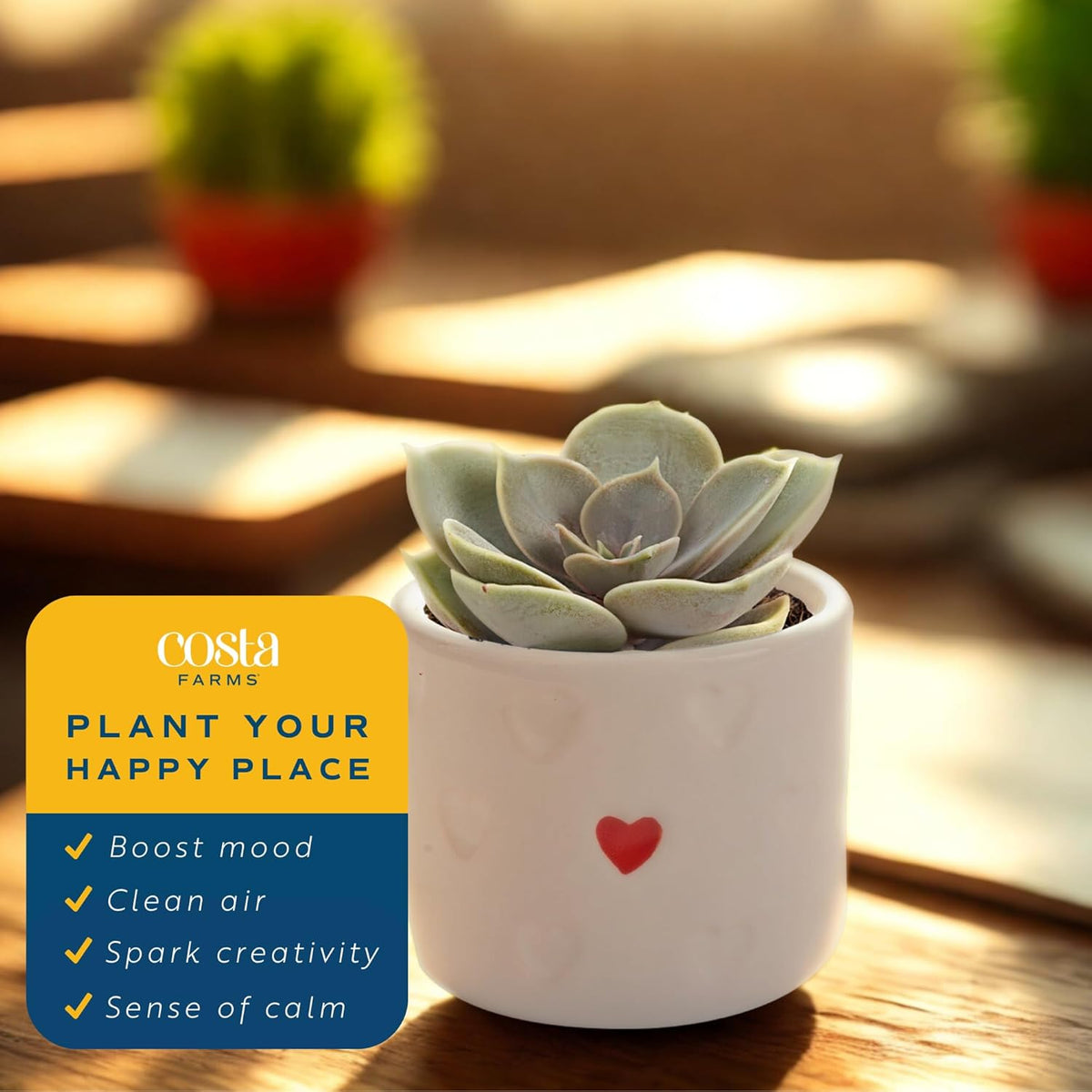 Costa Farms Succulent Plants (Pack of 3), Live Indoor Plant Mini Succulent in Cute Decor Plant Pot