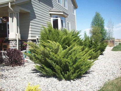 Sea Green Juniper - 2 Live Gallon Size Plants - Juniperus Chinensis - Drought Tolerant Cold Hardy
