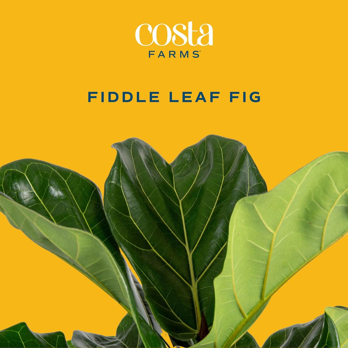 Costa Farms Little Fiddle Leaf Fig, Live Indoor Ficus Lyrata Plant in Nursery Plant Pot, Houseplant