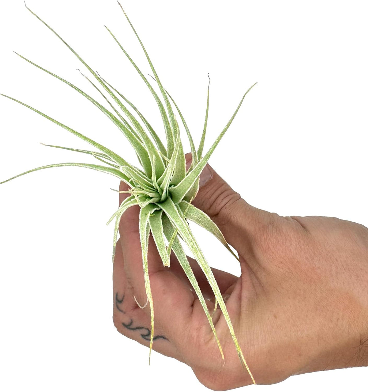 Live Air Plant - Tillandsia Gardneri 5-7” - 5ct - ragnaroc Rare Collectors Indoor Tropical Plant