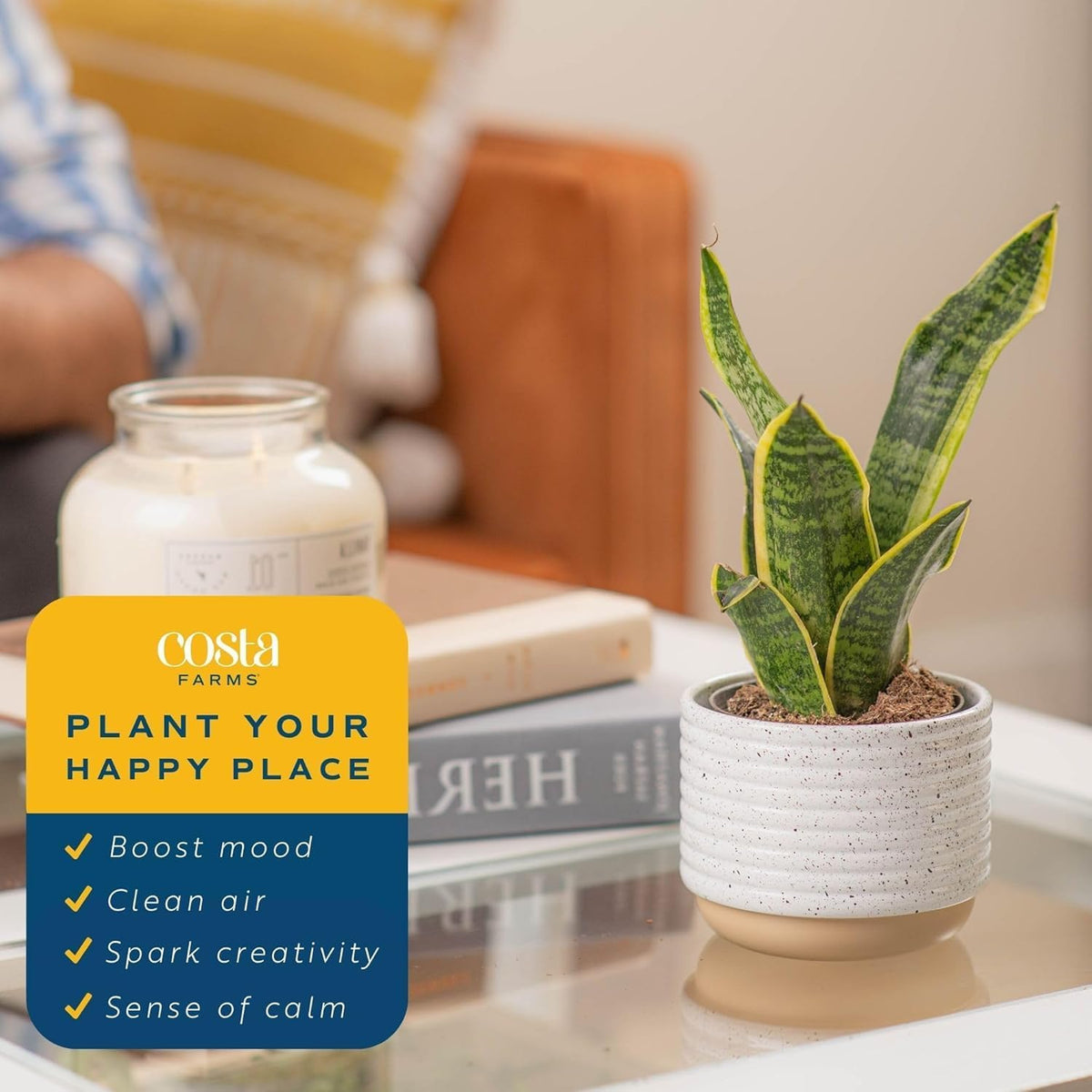 Costa Farms Live Snake Plant | Easy to Grow Indoor or Outdoor Sansevieria Houseplant | 8-Inches