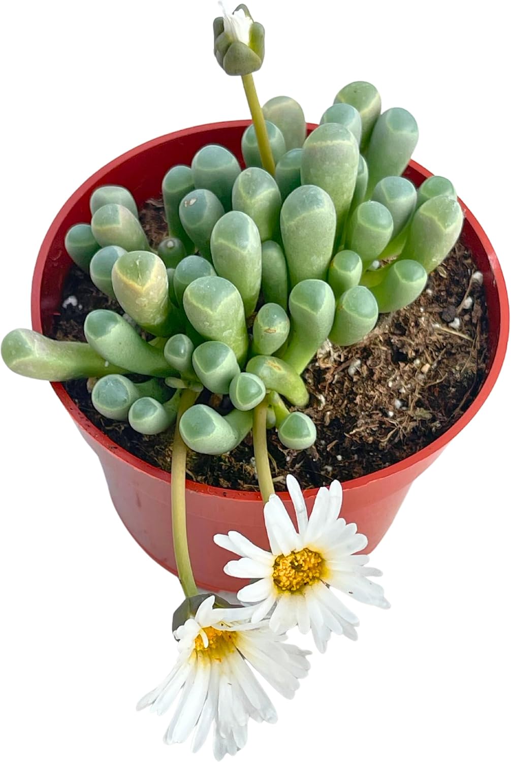 Live Succulent 4" "Baby Toes Fenestraria Rhopalophylla, Succulents Plants Live Fully Rooted House