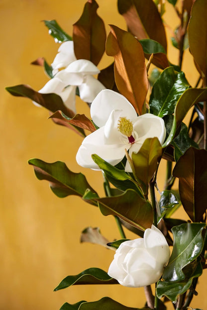 Magnolia Tree Little Gem Variation, Live Plant, Magnolia Flower, 3-4 Feet Tall, Low Maintenance