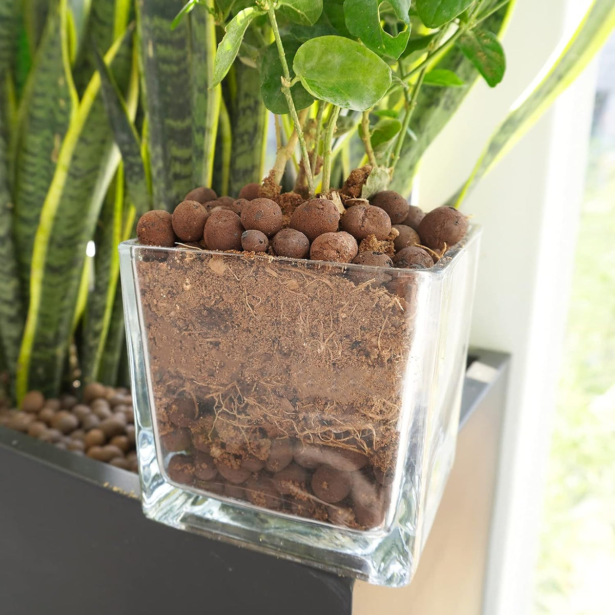 Leca Expanded Clay Pebbles 10LBS Grow Media for Indoor Plants Hydroponic Growing Gardening System