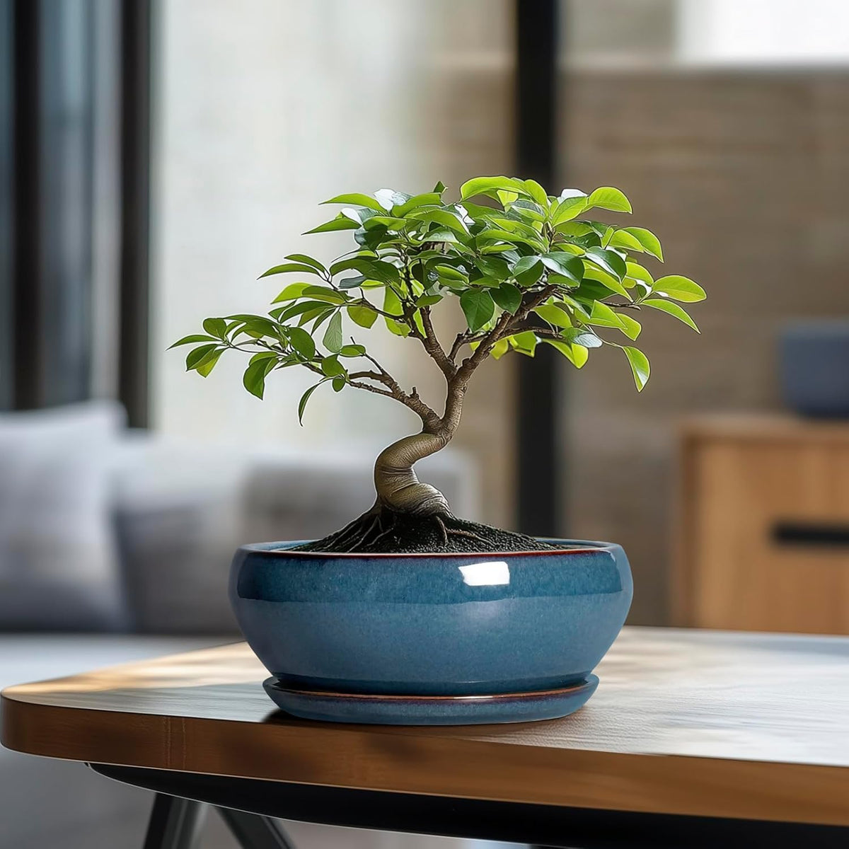 SQOWL Bonsai Pots - 8 Inch Ceramic Succulent Pots with Drainage Hole and Saucer, Round Shallow