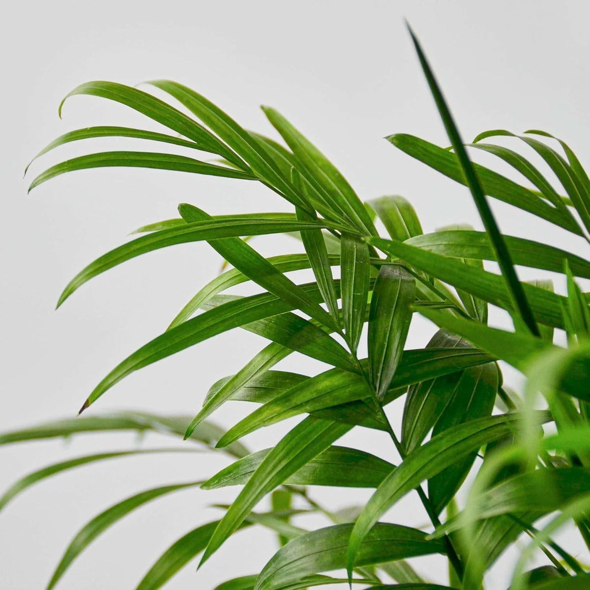 Parlor Palm Live Plant for Indoor | Different Houseplants in 3'' Pot | Real House Plant for Living