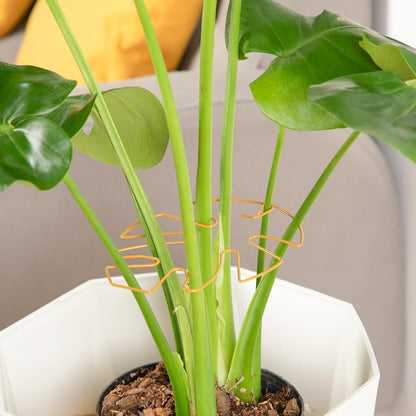6PCS Iron Monstera Plant Support, Uniquely Designed Indoor Plant Accessories, Stable Plant Support