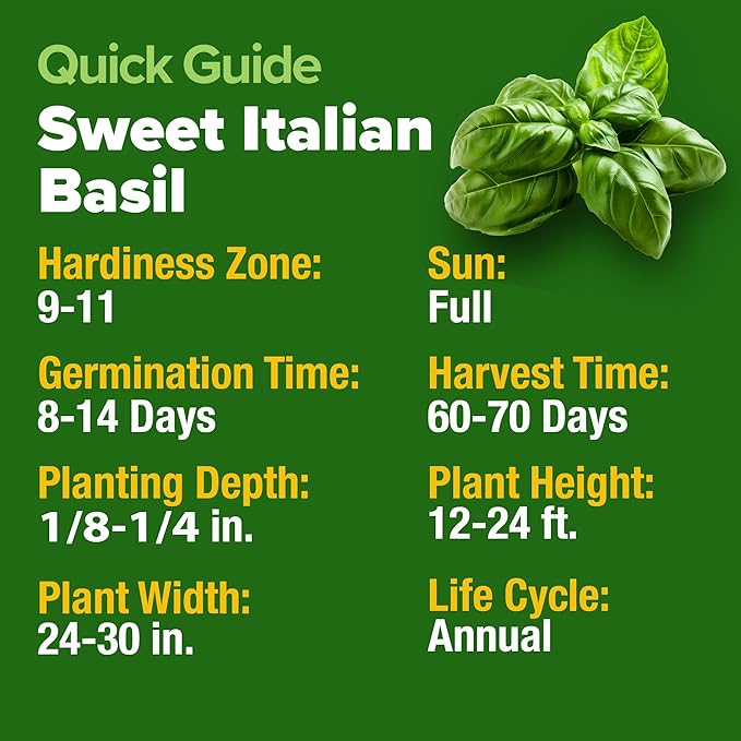 HOME GROWN 𝗨𝗦𝗔 𝗣𝗥𝗘𝗠𝗜𝗨𝗠 Italian Basil Seeds Bulk Pack 1,424 Sweet Large Leaf Basil Seeds