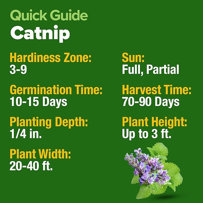 HOME GROWN 𝗨𝗦𝗔 𝗣𝗥𝗘𝗠𝗜𝗨𝗠 Catnip Seeds (Bulk Pack) 𝗡𝗢𝗡-𝗚𝗠𝗢 Heirloom Herb 2,116 Seeds