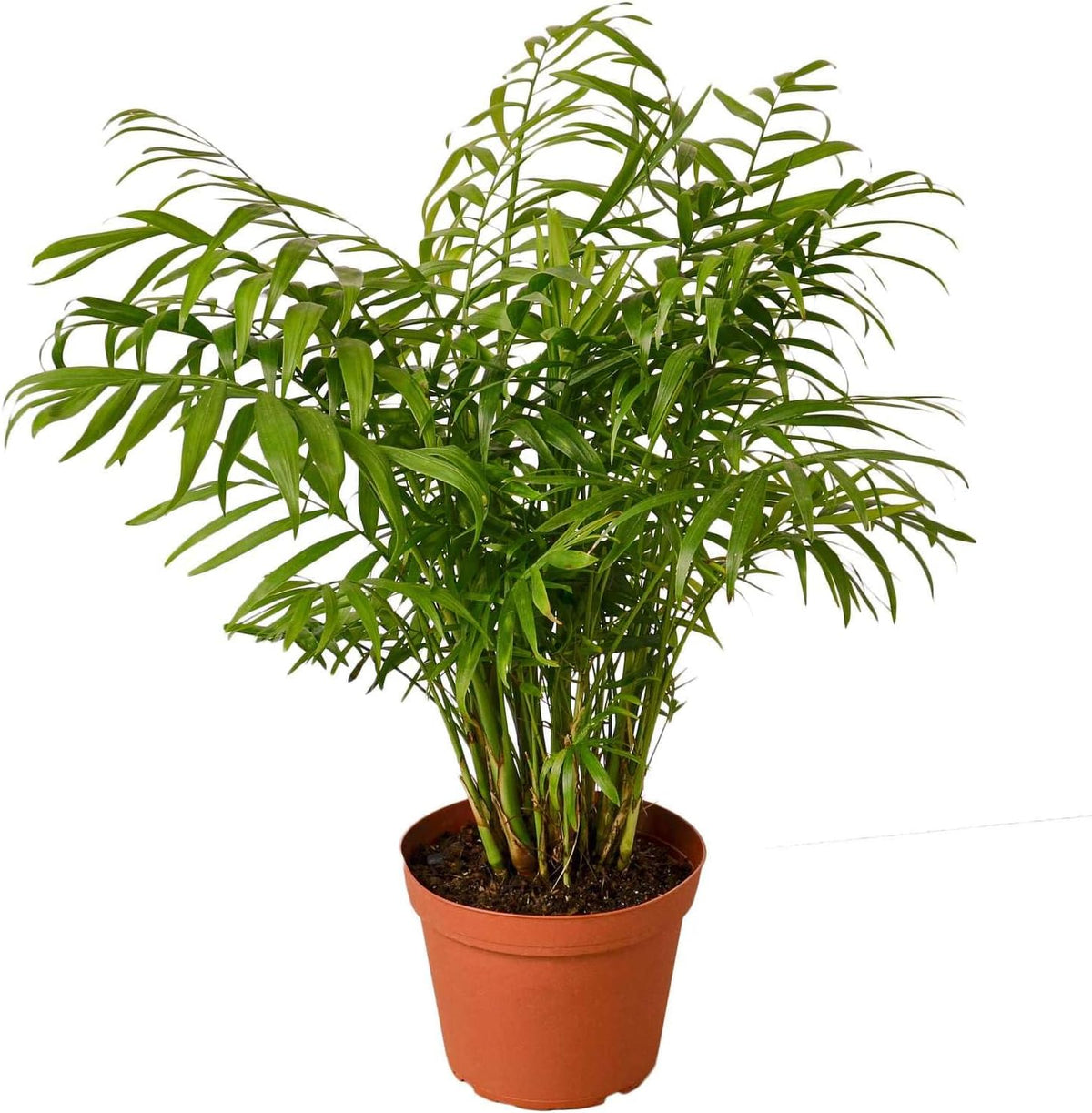 Parlor Palm Live Plant for Indoor | Different Houseplants in 4'' & 6'' Pot | Real House Plant for