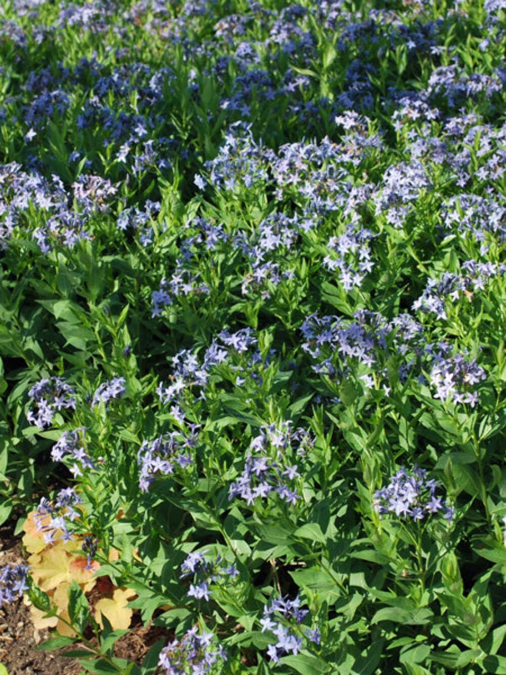 Perennial Farm Amsonia X 'Blue Ice' – Live Perennial in #1 Container, Clusters of Deep Blue