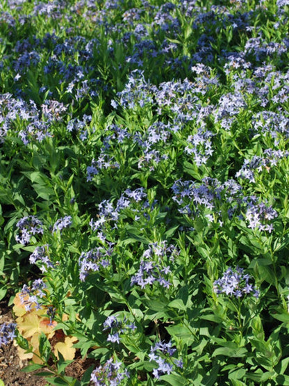 Perennial Farm Amsonia X 'Blue Ice' – Live Perennial in #1 Container, Clusters of Deep Blue