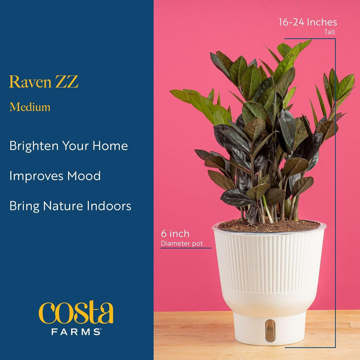 Costa Farms Raven ZZ Live Plant in Self Watering Pot, Easy to Maintain, Air Purifying Indoor