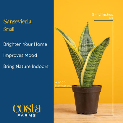 Costa Farms Live Snake Plant | Easy to Grow Indoor or Outdoor Sansevieria Houseplant | 8-Inches