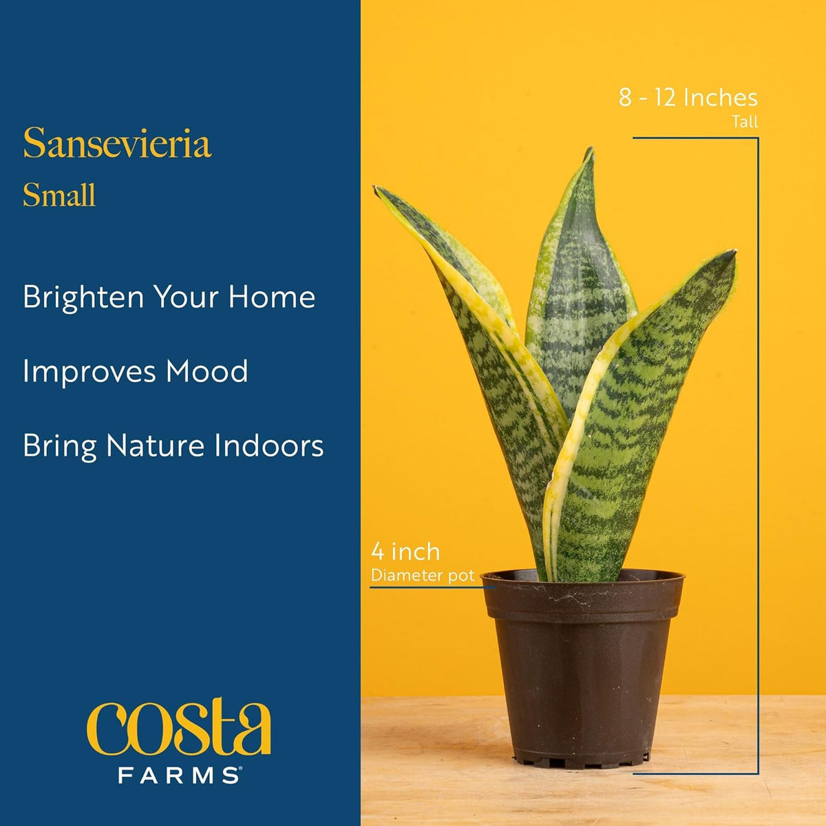 Costa Farms Snake Plant, Small Live Plant in Decorative Pot, Easy to Maintain, Air Purifying
