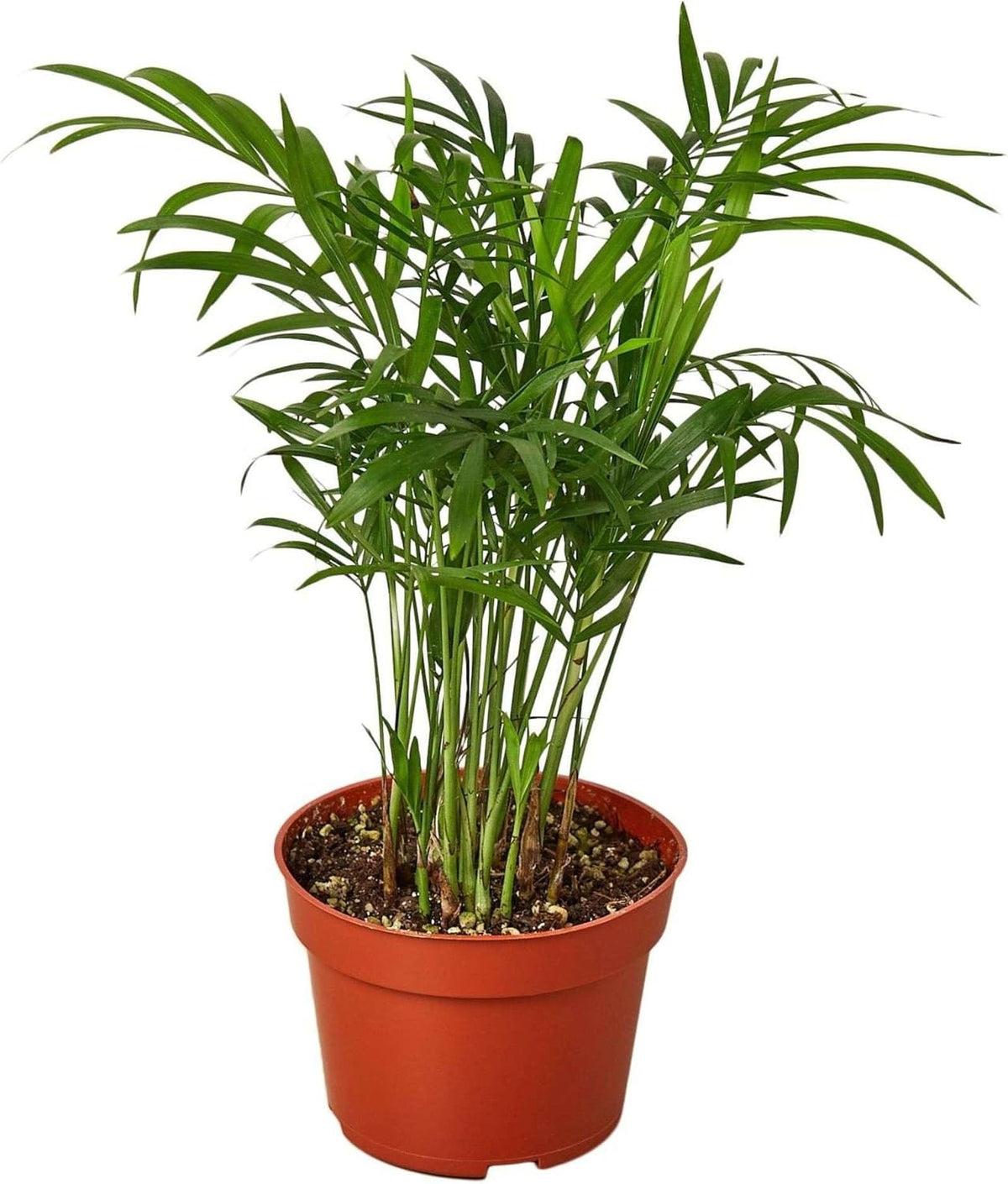 Parlor Palm Live Plant for Indoor | Different Houseplants in 3'' Pot | Real House Plant for Living
