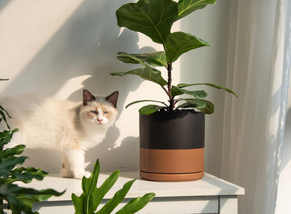 D'vine Dev 8 Inch Ceramic Planter Pot with Drainage Hole and Saucer, Indoor Cylinder Round Planter