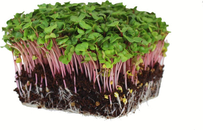 Radish Sprouting Seed - Red Arrow Variety - 4 oz Seed Pouch - Heirloom Radish Sprouts - Non-GMO