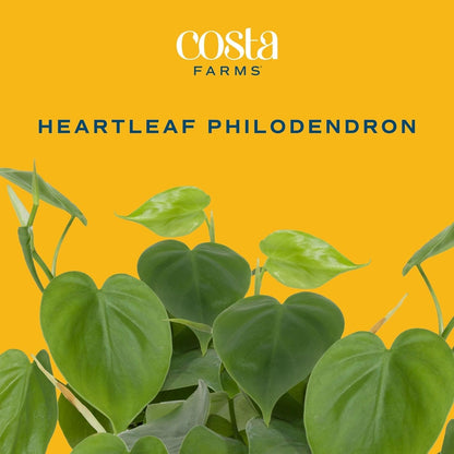 Costa Farms Philodendron Live Plant, Grower's Choice Indoor House Plant, Easy to Grow Vining