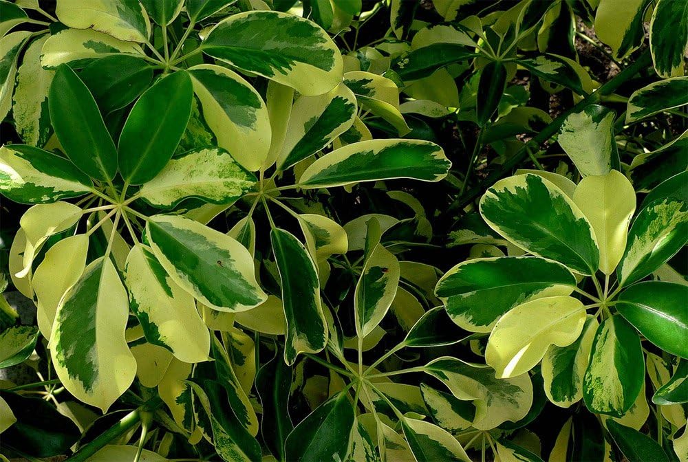 American Plant Exchange Variegated Schefflera Arboricola – 10-Inch Pot – Live Umbrella Plant with