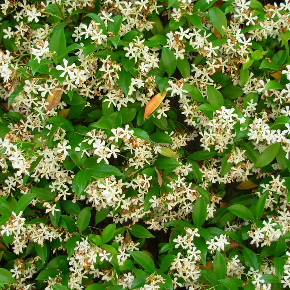 Jasmine Plant, Fragrant Jasmine Flower Vine 4-8 Inches Well Rooted for Container, Hanging Basket