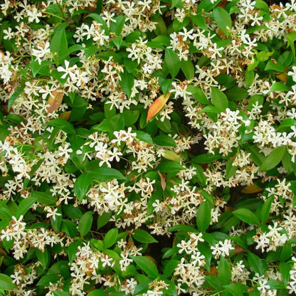 Jasmine Plant, Fragrant Jasmine Flower Vine 4-8 Inches Well Rooted for Container, Hanging Basket