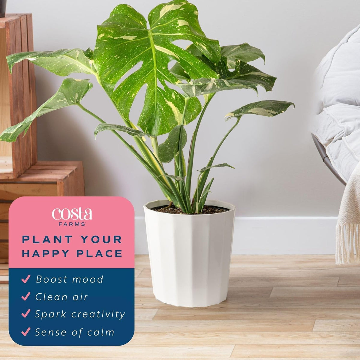 Costa Farms Live Plant, Thai Constellation Monstera House Plant, Decorative Plant Pot, Trending