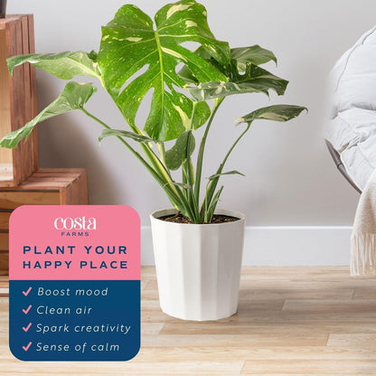 Costa Farms Live Plant, Thai Constellation Monstera House Plant, Decorative Plant Pot, Trending