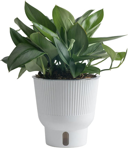 Costa Farms Sterling Silver Scindapsus Live Plant in Self Watering Pot, Indoor Houseplant, Perfect