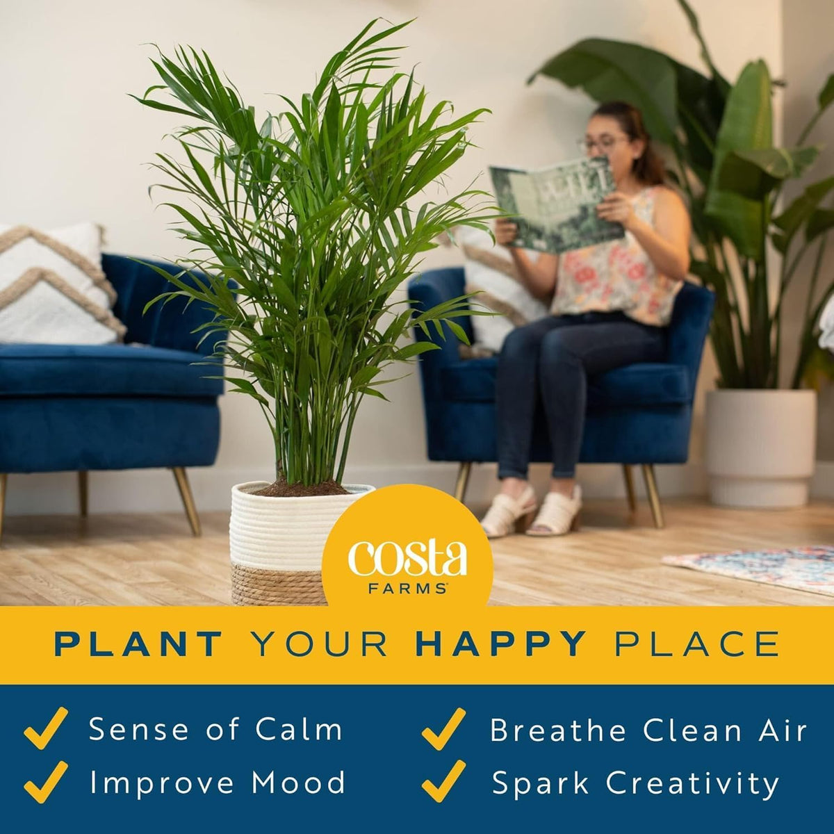 Costa Farms Cat Palm, Live Indoor Houseplant in Décor Planter, Tree-Like Floor House Plant Potted