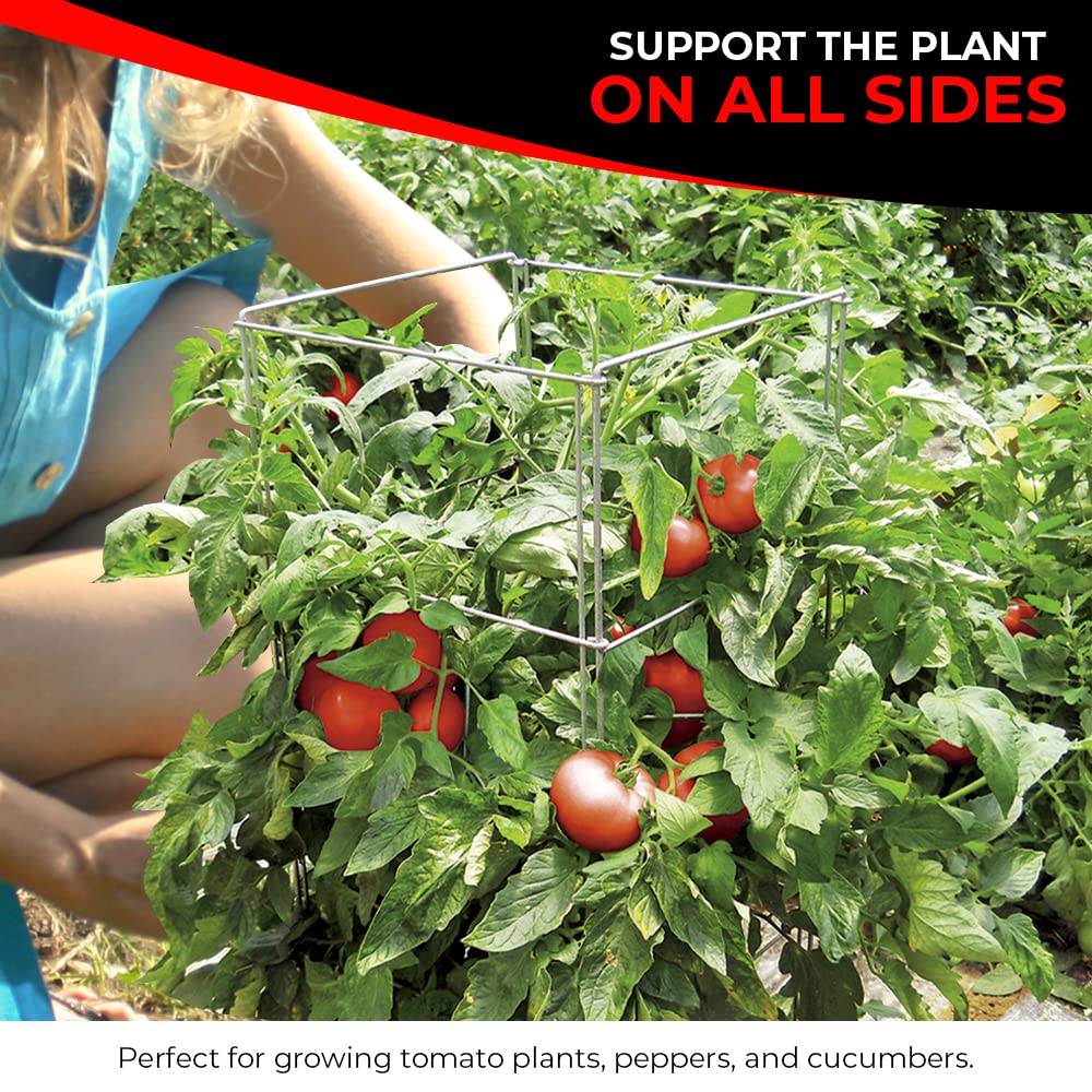 Cedar Ridge Square Foldable Tomato Cages - Made in USA Heavy Duty Plant Support for Vegetable