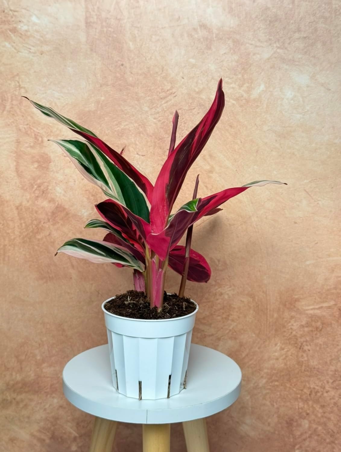 Stromanthe Triostar - Colorful Live Indoor Plant, Calathea Prayer Plant, Air Purifier & Elegant