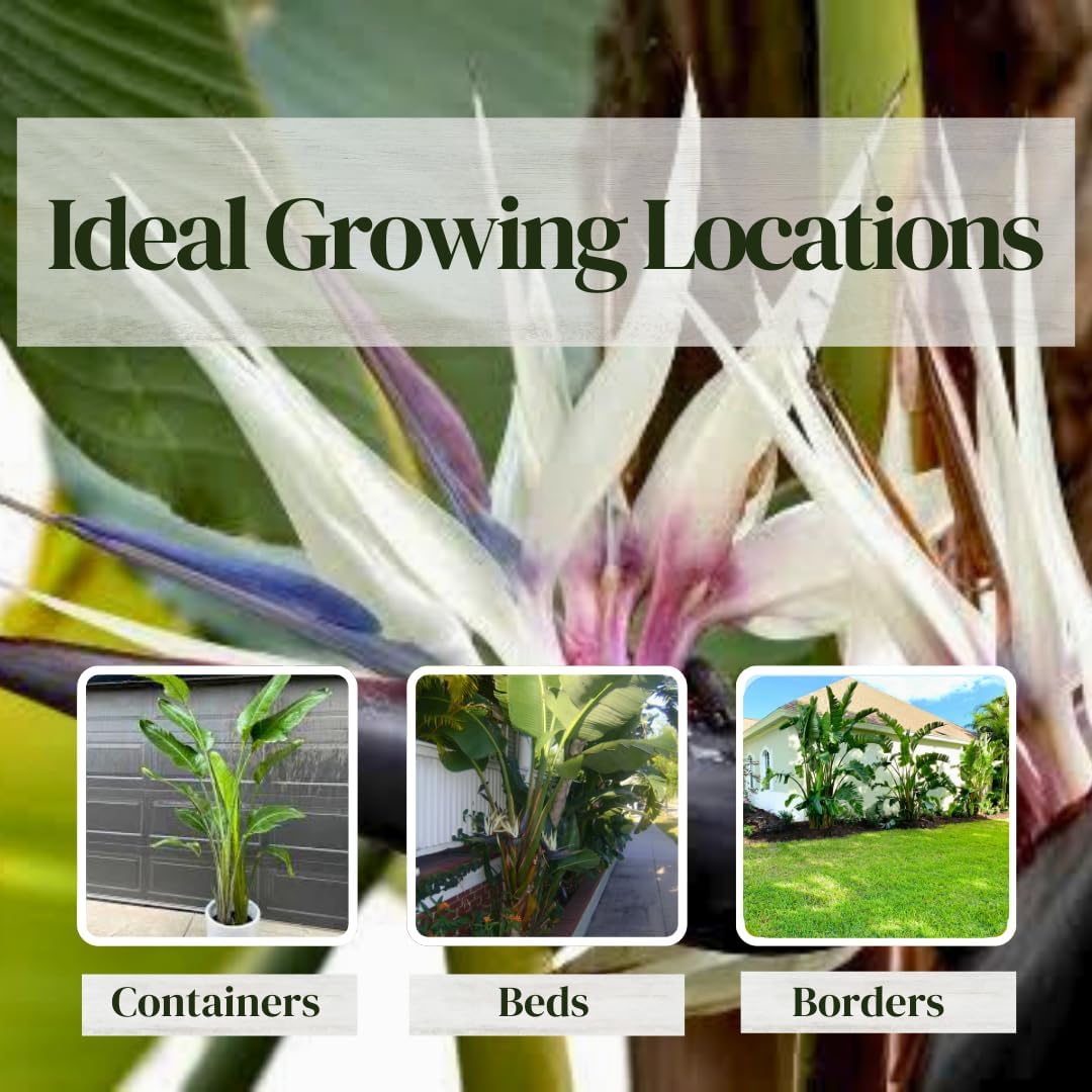 Bird of Paradise Plants Live (4-Pack), Strelitzia Plants with Perennial White Flowers
