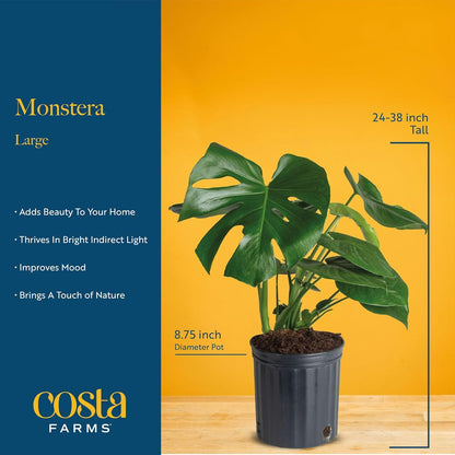 Costa Farms Monstera Swiss Cheese Plant, Live Indoor Plant, Easy to Grow Split Leaf Houseplant in