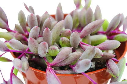 Live Succulent 4" Othonna Capensis Ruby Necklace, Succulents Plants Live, Succulent Plants Fully