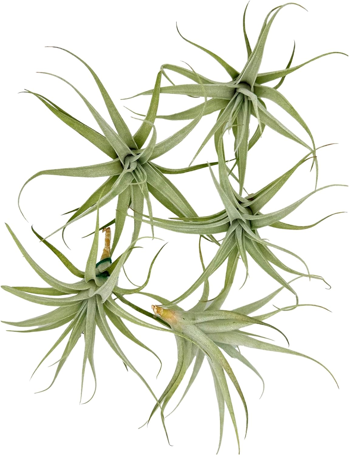 Live Air Plants - Tillandsia Albida 3-5" - 5ct – ragnaroc Live Indoor Plant - Live Arrival