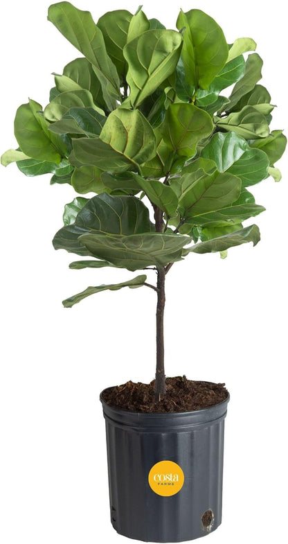 Costa Farms Fiddle Leaf Fig Tree, Live Indoor Floor Plant in Nursery Grow Pot, Clean Air Purifying