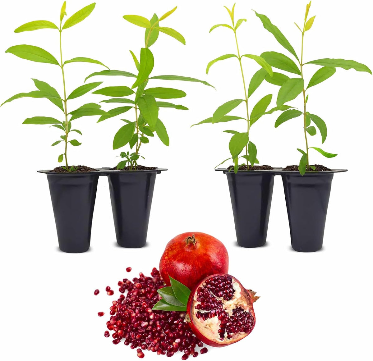 Pomegranate Wonderful Live for Sale (4 Pack) | Easy to Grow Plants | Edible Fruit Plant for