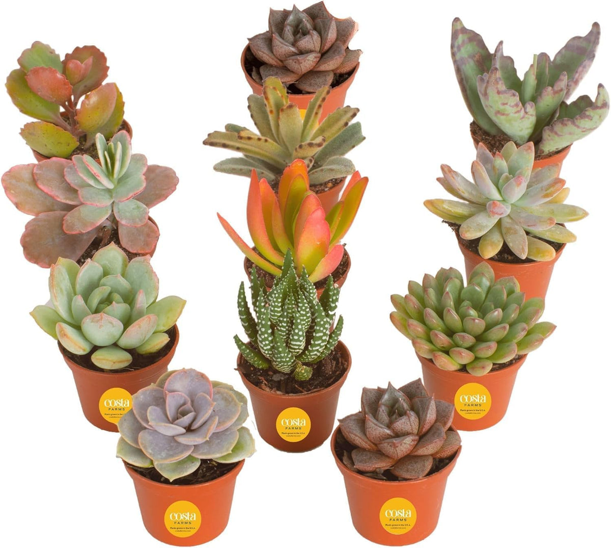 Costa Farms Live Succulent Plants (12-Pack), Mini Succulent Assortment Potted in Nursery Plant