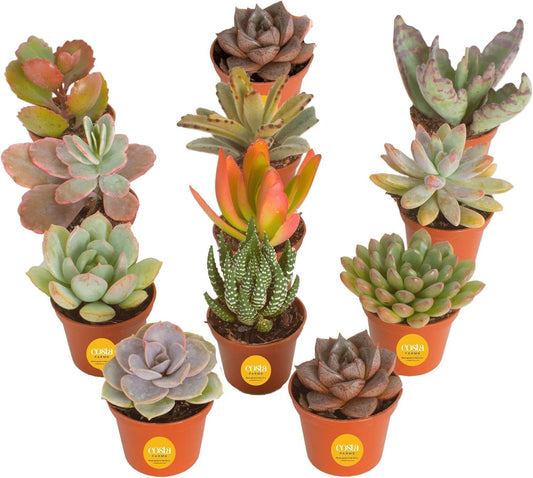 Costa Farms Live Succulent Plants (12-Pack), Mini Succulent Assortment Potted in Nursery Plant