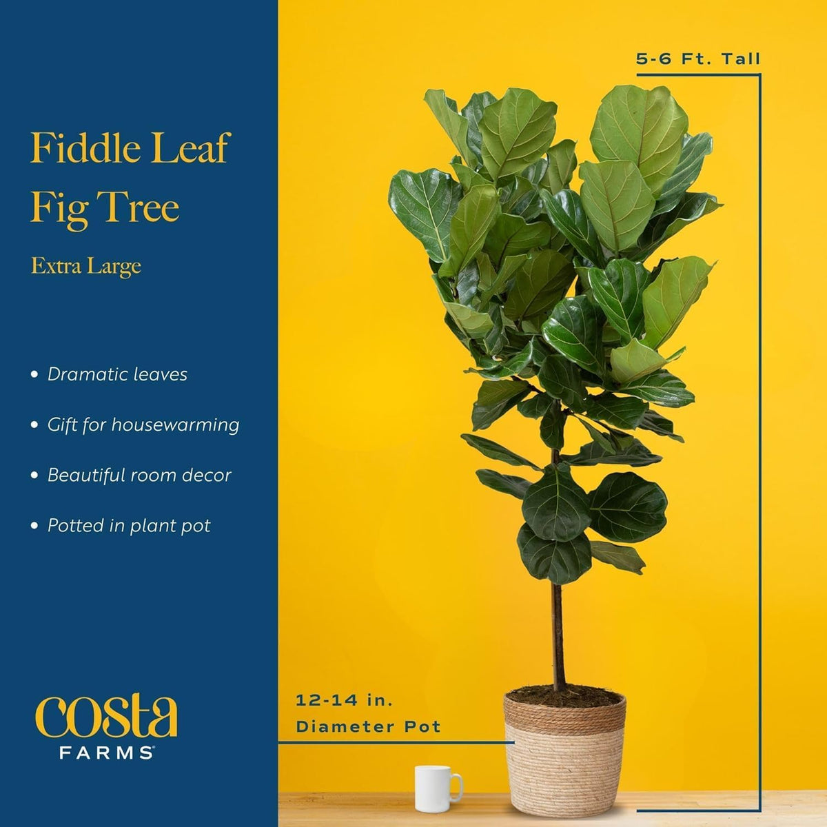 Costa Farms Fiddle Leaf Fig Tree Plant, Live Ficus Lyrata, Live Indoor Plant in Nursery Plant Pot