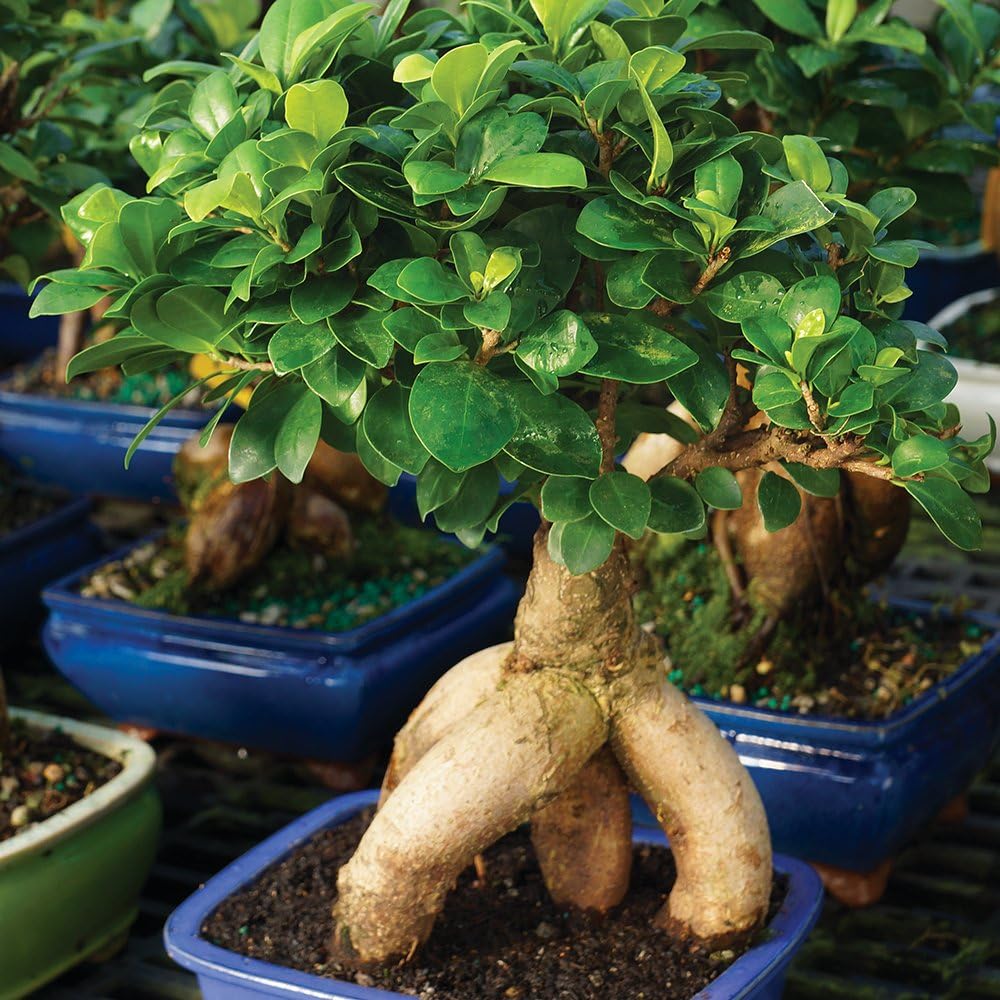 Brussel's Bonsai Live Ginseng Grafted Ficus Indoor Bonsai Tree - Medium, 6 Year, 8 to 12 In - Live
