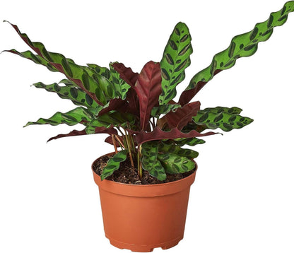 Calathea Lancifolia Rattlesnake Live Plant for Indoor | Different Houseplants in 4'' & 6'' Pot |