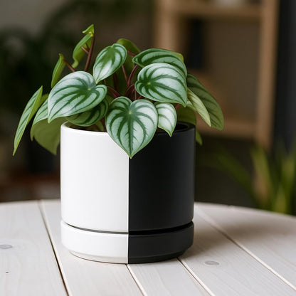 D'vine Dev 4.7 Inch Ceramic Planter Pot with Drainage Hole and Saucer, Indoor Cylinder Round